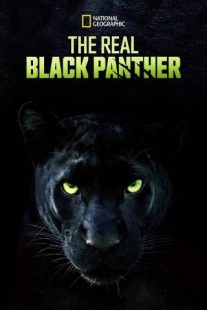 دانلود مستند The Real Black Panther 2020229564-1718263174