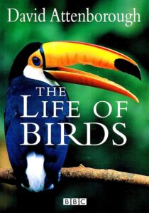 دانلود مستند The Life of Birds382058-58303572