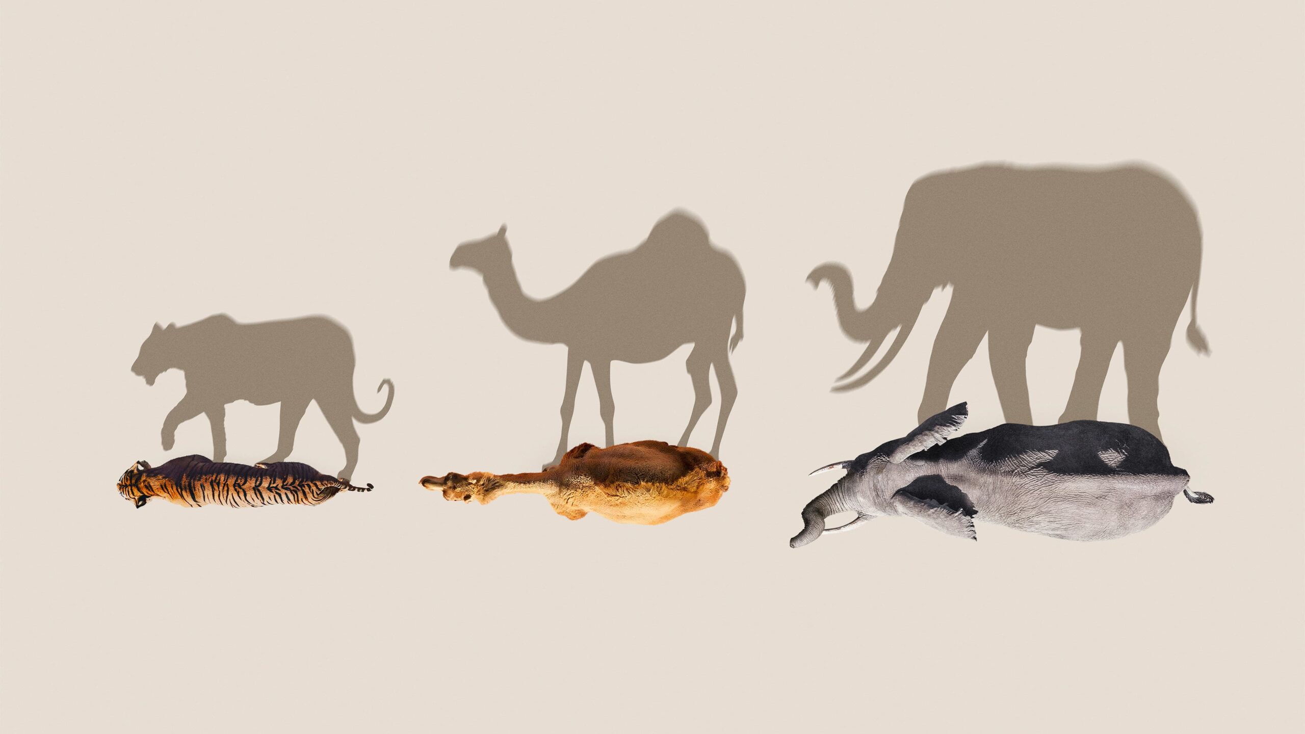 دانلود سریال Mammals