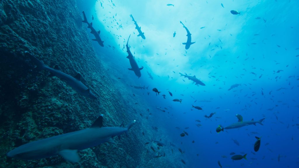 دانلود سریال Our Oceans