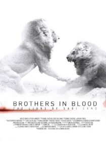 دانلود مستند Brothers in Blood: The Lions of Sabi Sand 2015424819-1186984430