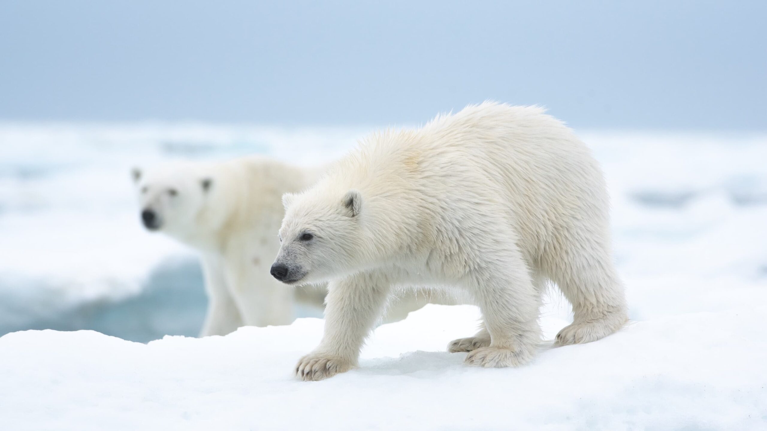 دانلود مستند Polar Bear 2022